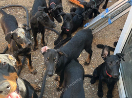 Belgian Malinois x Dobermann Pups **Only 8 Left**