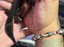 Group of pure and dark cross black night leopard geckos