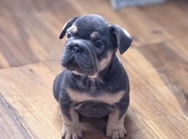 French Bulldog Puppies &ndash; Raised with Love, Bred with Care