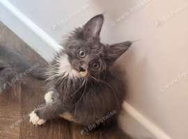 Maine coon