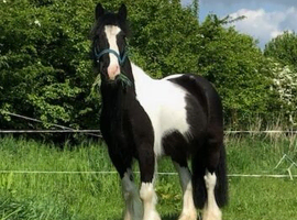 12.3hh Piebald Cob for lead rein pony