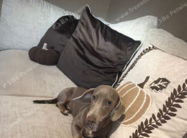 Miniature dachshund