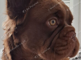 Fluffy french bulldog