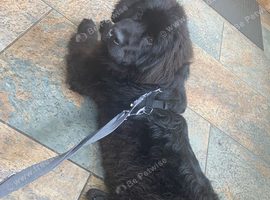 Newfoundland Girl for sale
