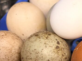 Pure breed duck eggs