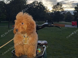 Beautiful Teddy Bear Cavapoochon Girl - Bijou