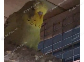 2 budgies available . Cinnamon and Dun Fallow