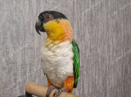Senegal parrot black headed caiq parrot