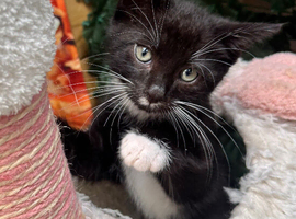 MALE KITTEN READY NOW
