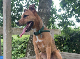 1 year old female patterjack