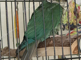 GORGEOUS TURQUOISE CONURE