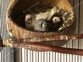 ZEBRA FINCHES AVAILABLE