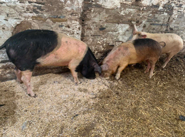 6 GOS x Saddleback boars