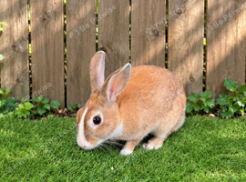 Female rabbit 12 months old
