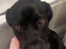 6 month old Rotti Corso