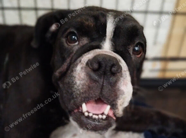 (REDUCED) Last English Bulldog puppy