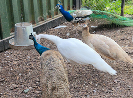 Mature Indian Blue Peacock
