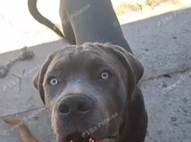 Beautiful friendly blue cane corso