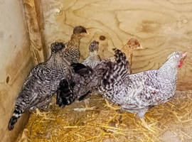 Crested Cream Legbar Females (male also available)
