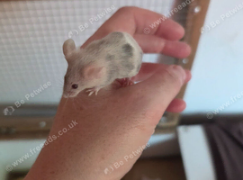 Female mice for sale