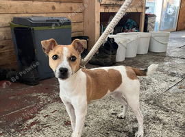 Jack Russel girl