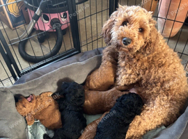 COCKAPOO PUPPIES Red & Black ready 15 August
