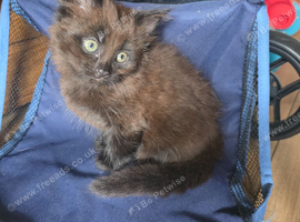 Girl kitten