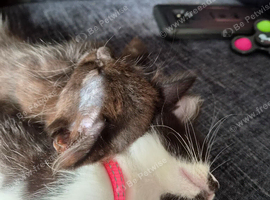 2 kittens