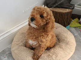 Toy f1b cavapoo puppies! last girl