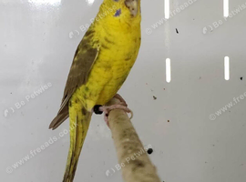 Hen yellow cinnamon black wing