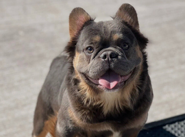 French Bulldog Female