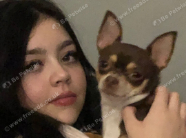 Chihuahua Needing new home
