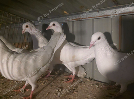 White pigeons