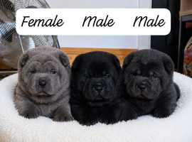 Chowpei Pups