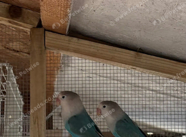 Lovebirds for sale