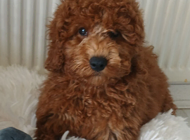 Miniature Poodle.