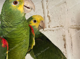 Bonded pair double yellow headed Amazons