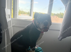 English bulldog