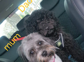 Beautiful puppies