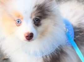 Pomeranians