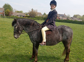 13.2 16 year old mare