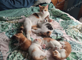 pair of orange twin kittens looking for loving home