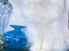 Sweet Loving Affectionate Blue Eyes Pure White 100% Persian THERAPY / LAP CAT. Genetically Health Tested & Vaccinated