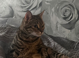 Stunning Bengal Mix 10month old Female