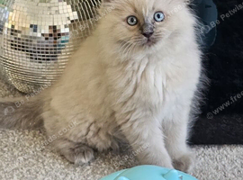 Mischievous Ragdoll boys
