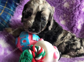 Exquisite cockapoo puppies from Health tested parents