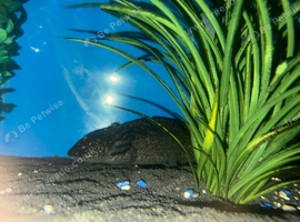 2 breeding axolotls