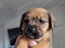 2 girls looking for their forever homes