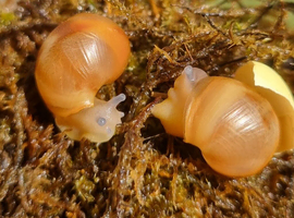 Leucistic Ovums