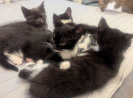 Mixed kittens grey black and white